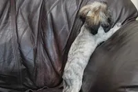 Lucy 2.5 pounds, a female Shih Tzu for sale in Clarkson, KY – 3 of 10