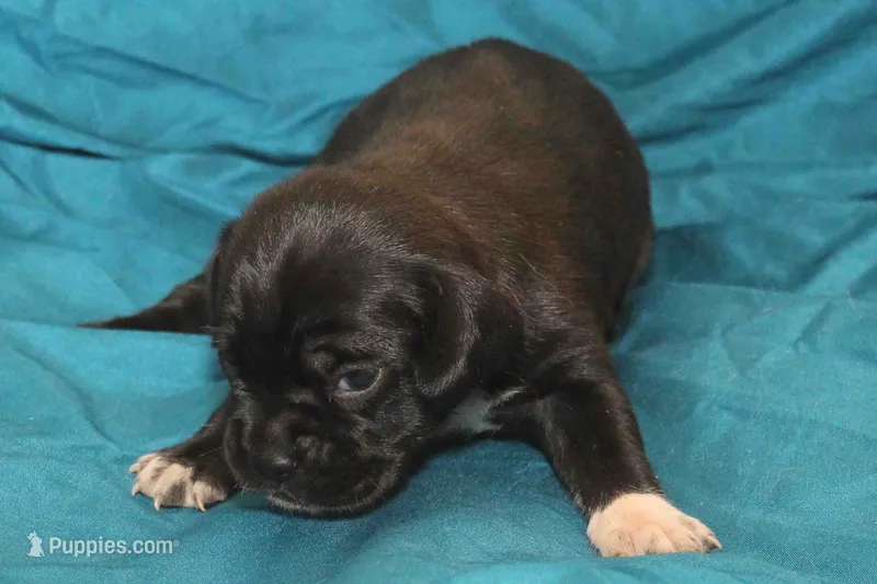 Black girl – Puggle puppy for sale in Clarkson, KY