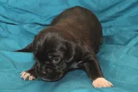 Black girl, a male Puggle for sale in Clarkson, KY – 1 of 3