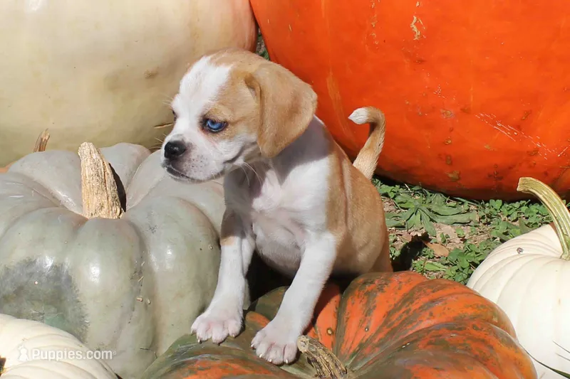Belle – Puggle puppy for sale in Clarkson, KY