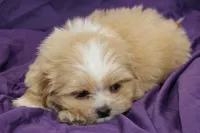 Winston , a male Shihpoo and Shih Tzu for sale in Clarkson, KY – 3 of 5