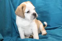 Star, a female Puggle for sale in Clarkson, KY – 7 of 10