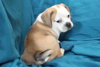 Star, a female Puggle for sale in Clarkson, KY – 2 of 10