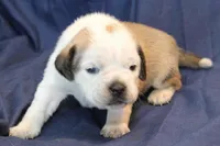 Star, a female Puggle for sale in Clarkson, KY – Photo 3 of 6