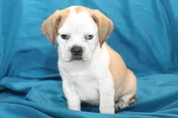 Star, a female Puggle for sale in Clarkson, KY – 4 of 10