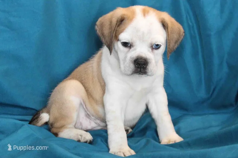 Star – Puggle puppy for sale in Clarkson, KY