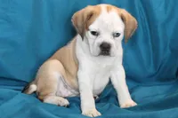 Star, a female Puggle for sale in Clarkson, KY – 1 of 10