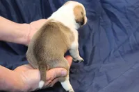 Star, a female Puggle for sale in Clarkson, KY – Photo 4 of 6