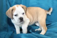 Star, a female Puggle for sale in Clarkson, KY – 6 of 10