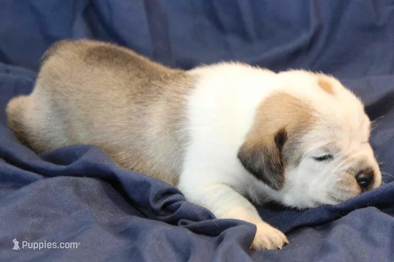 Star – Puggle puppy for sale in Clarkson, KY