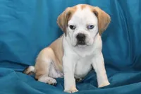 Star, a female Puggle for sale in Clarkson, KY – 5 of 10