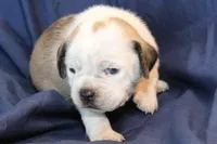 Star, a female Puggle for sale in Clarkson, KY – Photo 2 of 6