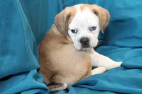 Star, a female Puggle for sale in Clarkson, KY – 3 of 10