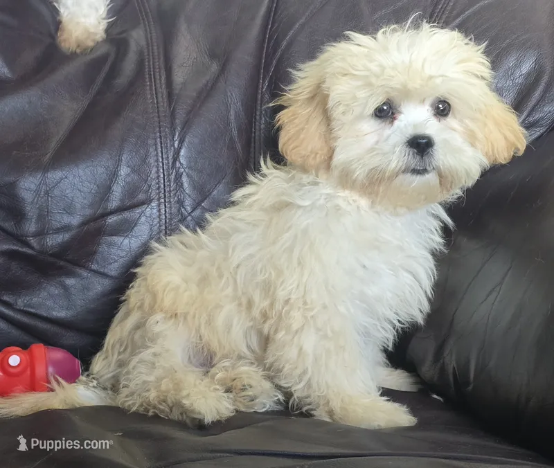 Brody – Shihpoo puppy for sale in Clarkson, KY