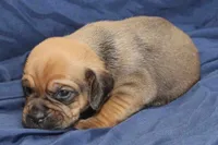 Copper, a male Puggle for sale in Clarkson, KY – 2 of 3