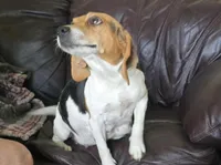Pied boy, a male Puggle for sale in Clarkson, KY – 4 of 4