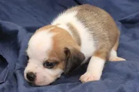 Anikin, a male Puggle for sale in Clarkson, KY – 3 of 4