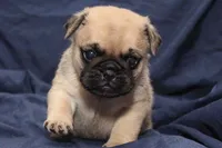 Theo, a male Pug for sale in Clarkson, KY – 3 of 6