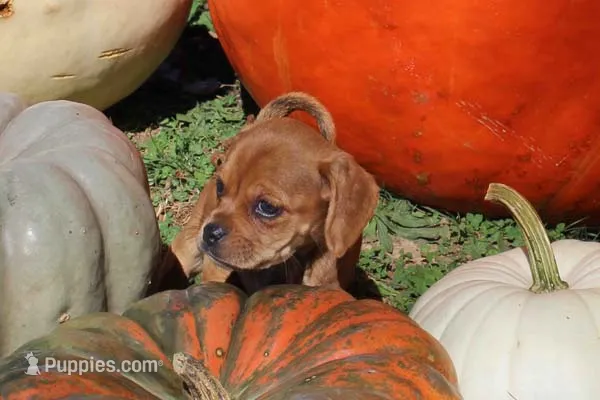 Bambi – Puggle puppy for sale in Clarkson, KY