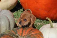 Bambi, a female Puggle for sale in Clarkson, KY – 1 of 5