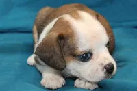 Luna, a female Puggle for sale in Clarkson, KY – 5 of 8
