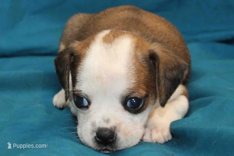 Luna – Puggle puppy for sale in Clarkson, KY