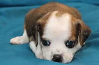 Luna, a female Puggle for sale in Clarkson, KY – 4 of 8
