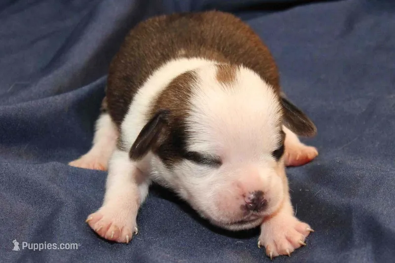 Luna – Puggle puppy for sale in Clarkson, KY