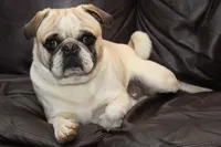 Luna, a female Puggle for sale in Clarkson, KY – Photo 2 of 3