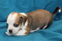 Luna, a female Puggle for sale in Clarkson, KY – 2 of 8