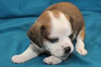 Luna, a female Puggle for sale in Clarkson, KY – 3 of 8