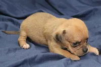 Yoda, a male Puggle for sale in Clarkson, KY – 3 of 6