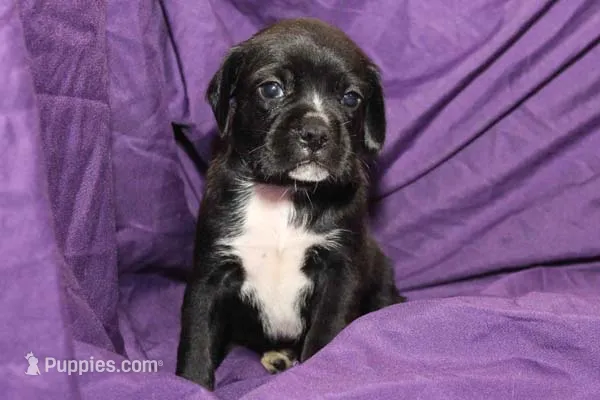 Tux – Puggle puppy for sale in Clarkson, KY
