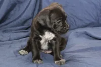 Guiness, a male Puggle for sale in Clarkson, KY – 2 of 9