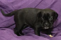 Dalia, a female Puggle for sale in Clarkson, KY – 2 of 7