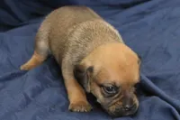 Rey, a female Puggle for sale in Clarkson, KY – 2 of 4