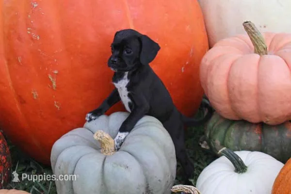Dalia – Puggle puppy for sale in Clarkson, KY