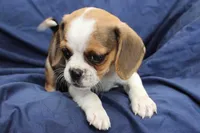 Sky, a female Puggle for sale in Clarkson, KY – 4 of 8