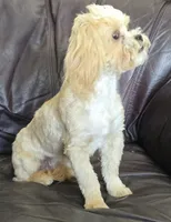 Turner, a male Shihpoo for sale in Clarkson, KY – 3 of 10