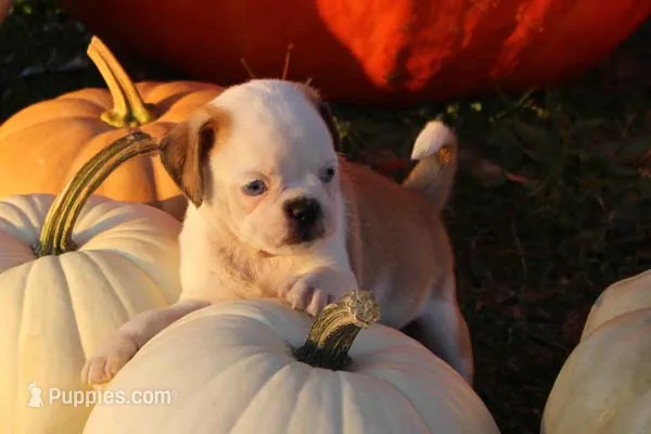 Shane – Pug puppy for sale in Clarkson, KY