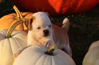 Shane, a male Pug for sale in Clarkson, KY – 1 of 5