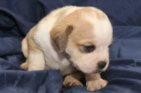 Belle, a female Puggle for sale in Clarkson, KY – 1 of 4