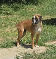 Roxy, a female Boxer for sale in Clarkson, KY – 4 of 6