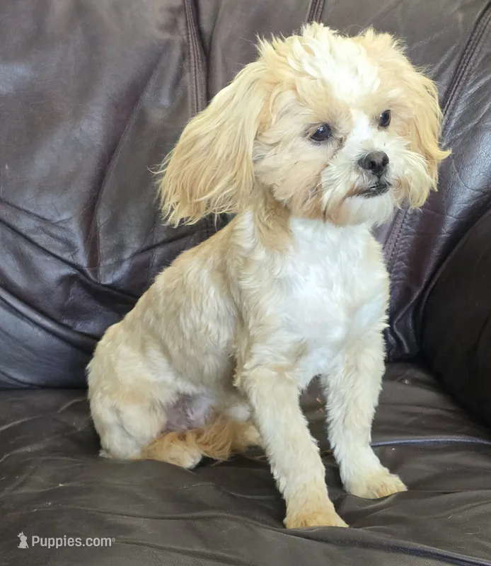 Turner – Shihpoo puppy for sale in Clarkson, KY