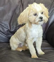Turner, a male Shihpoo for sale in Clarkson, KY – 1 of 10