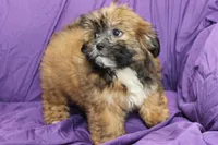 Ruby, a male Shihpoo and Shih Tzu for sale in Clarkson, KY – 4 of 4