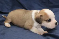 Luke, a male Puggle for sale in Clarkson, KY – 2 of 4
