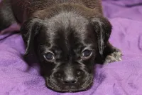 Vader, a male Puggle for sale in Clarkson, KY – 2 of 9