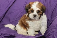 Scout, a male Shihpoo and Shih Tzu for sale in Clarkson, KY – 3 of 6