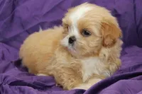 Comet, a male Shihpoo and Shih Tzu for sale in Clarkson, KY – 4 of 5